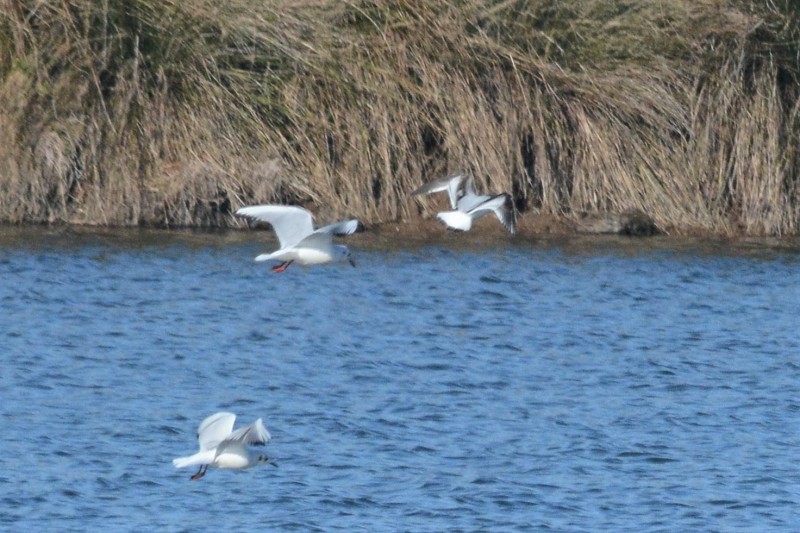 Gaviota enana vuelo acompañado