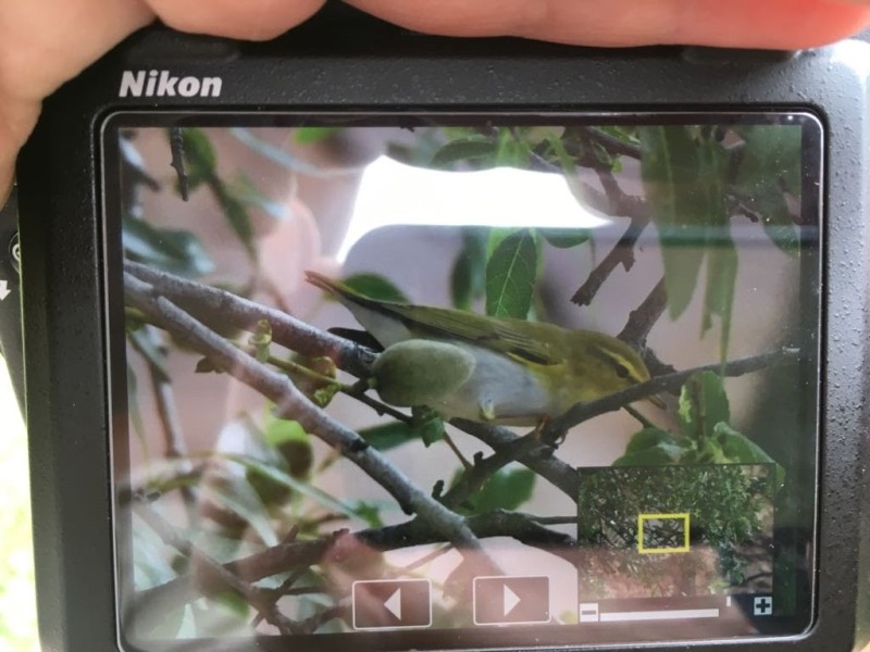 Phylloscopus sibilatrix Alange 24 abril 2018