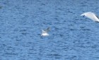 Gaviota enana vuelo borroso