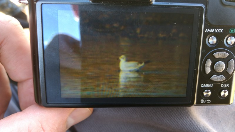 Mediterranean Gull First winter Merida Fergus Crystal