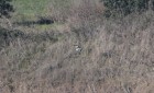 Gaviota enana vuelo solo1