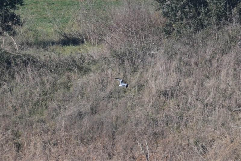 Gaviota enana vuelo solo1