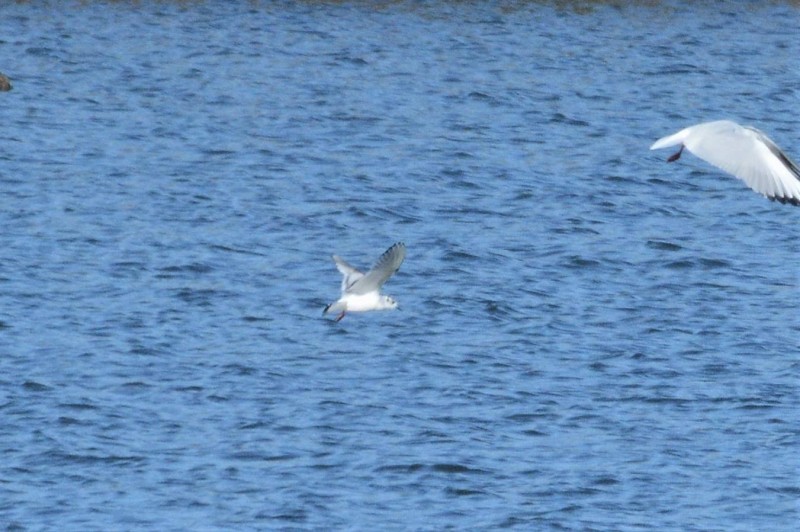 Gaviota enana vuelo borroso