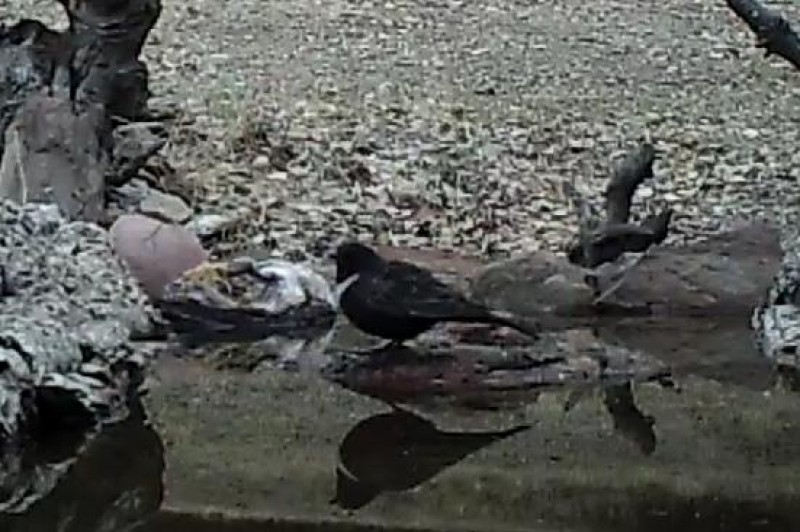 Ring Ouzel male garden of Henk Zweers Berzocana 25 nov 2017